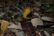 Đứa con lai quái dị của chuột chù và nhím