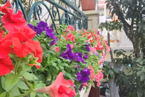 Ngẩn ngơ trước ban công hoa dạ yến thảo rực sắc của mẹ Hải Dương
