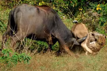 Video: Báo hoa mai tấn công trâu nước