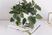 8 loại cây cảnh đứng top hấp thụ chất độc