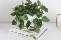 8 loại cây cảnh đứng top hấp thụ chất độc