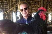 Giống gà thuần chủng siêu to khổng lồ nhất thế giới