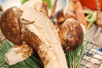 Nhà giàu săn nấm ăn chay có mức giá mà nhà nghèo không dám nghĩ đến