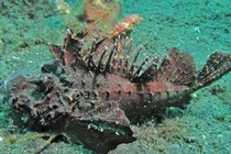 Con cá trước làm thức ăn cho gà, vịt giờ trở thành món khoái khẩu