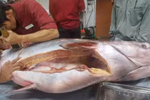 Cá khủng quý hiếm chưa từng thấy xuất hiện tại TP Vinh