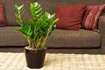 Trồng ngay những loại cây phát lộc vừa đẹp vừa sang này 