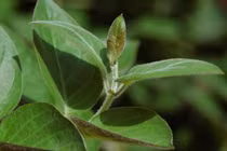 1 nắm lá rẻ bèo trị dứt điểm trào ngược dạ dày