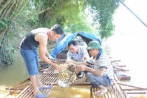 Nuôi cá chiên, bán giá 600.000 đồng/kg, cả làng sung túc