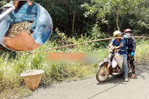 7 năm chồng đèo vợ đi săn trứng kiến, kiếm vài trăm ngàn/ngày