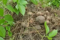 "Hồ lô đất" giá 1 triệu nửa cân vẫn "cháy hàng"