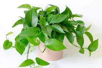 6 loại cây trồng giúp xua đuổi khí xấu, kéo tài lộc vào nhà