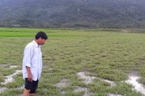 Chuyện lạ Hà Tĩnh: Có ruộng mà không dám xuống... cày cấy