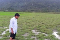 Chuyện lạ Hà Tĩnh: Có ruộng mà không dám xuống... cày cấy