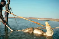 Bí ẩn bộ tộc chuyên bắt cá sấu, hà mã... để ăn