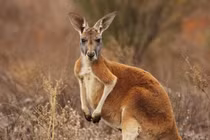 Chuột túi có khả năng giao tiếp với con người không?