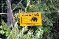 Đồng Nai: Dựng 50 km hàng rào điện ngăn voi dữ