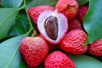 99% người Việt khi ăn vải đều bỏ đi phần tốt như thần dược