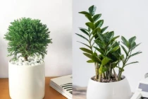 Mua ngay 5 loại cây này đặt trên bàn làm việc để hút tài lộc