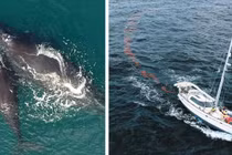 Cạnh tranh nhau giật giải 100 triệu USD của Elon Musk