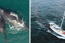 Cạnh tranh nhau giật giải 100 triệu USD của Elon Musk