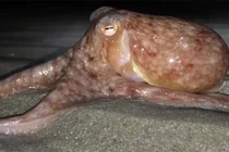 Hiện tượng lạ: Bạch tuộc đồng loạt bò lên bờ