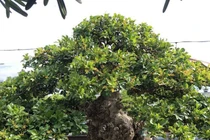 Mãn nhãn với cây ngâu bonsai cổ thụ trị giá hàng tỷ đồng