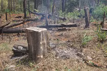 Video: Rừng xanh "rên xiết" vì tập quán canh tác