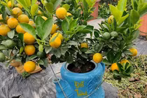 Ba ngày ngồi trực facebook, chị gái bán sạch vườn quất 400 cây