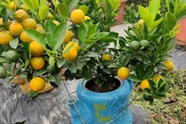 Ba ngày ngồi trực facebook, chị gái bán sạch vườn quất 400 cây