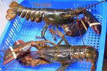 Tôm hùm Mỹ về Việt Nam được bán rẻ như gà, vịt