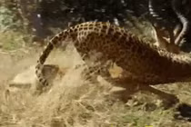 Video: Linh dương "lật kèo" quật ngã báo hoa mai