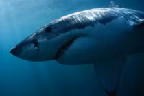 Video: Cá mập trắng hung hãn cắn xé hải cẩu và cái kết thật bất ngờ