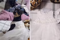 Nhận váy hộ vợ, chồng tưởng cho chó cưng mặc và cái kết