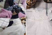 Nhận váy hộ vợ, chồng tưởng cho chó cưng mặc và cái kết