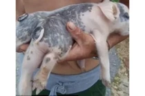 Lợn sinh ra với 6 chân, hai thân, hai đuôi mà vẫn khỏe mạnh