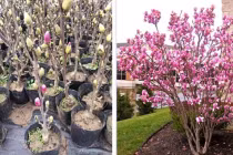 3 loại cây nhất định phải trồng trước cửa, tài lộc tỉ lệ thuận với mùi hương