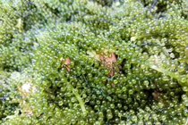 Rong nho đổ bộ về chợ, giá rẻ chưa từng có