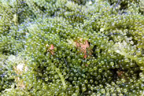 Rong nho đổ bộ về chợ, giá rẻ chưa từng có