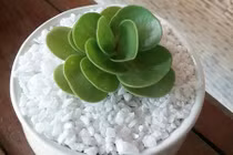 Cách trồng sen đá lục bình trang trí bàn làm việc