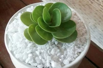 Cách trồng sen đá lục bình trang trí bàn làm việc