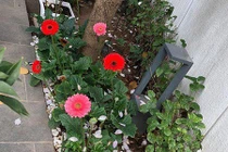 Mỹ Dung khoe cuộc sống sang chảnh trong biệt thự ngập hoa hồng