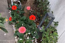 Mỹ Dung khoe cuộc sống sang chảnh trong biệt thự ngập hoa hồng