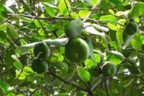 Trái bần xuất khẩu sang nước ngoài bán giá đắt