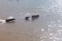 Video: Rồng Komodo lao thẳng xuống biển để tấn công con mồi