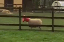 Video: Phì cười cừu lén lút ăn vụng