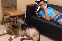 Trúng nhiều phát đạn, chú chó trung thành vẫn cố bảo vệ chủ