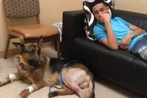 Trúng nhiều phát đạn, chú chó trung thành vẫn cố bảo vệ chủ