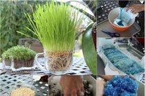 Trồng rau lớn vù vù bằng bỉm trẻ em: Khó tin nhưng có thật