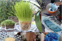 Trồng rau lớn vù vù bằng bỉm trẻ em: Khó tin nhưng có thật