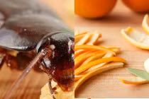 5 thứ gián rất sợ: Đặt gần ổ của chúng, đảm bảo chẳng dám bén mảng